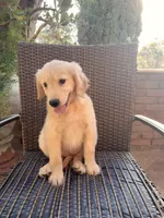 AKC Lucy, a female Golden Retriever for sale in Greenfield, CA – 3 of 4