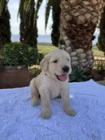 Daisy, a female Golden Retriever for sale in Greenfield, CA – 2 of 4