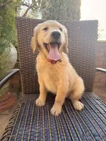 AKC Lucy, a female Golden Retriever for sale in Greenfield, CA – 4 of 4