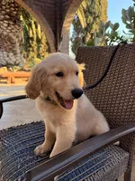 AKC Bubba , a male Golden Retriever for sale in Greenfield, CA – 3 of 6