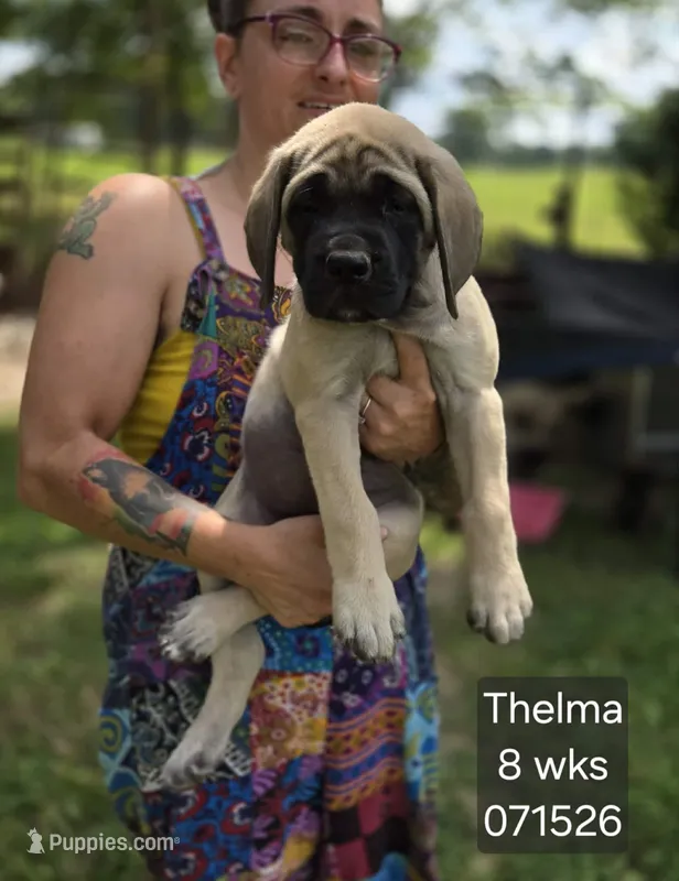 Thelma – English Mastiff puppy for sale in Golden City, MO