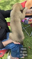 Hoss, a male English Mastiff for sale in Golden City, MO – 2 of 5