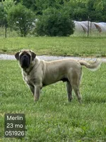 Mary Ann, a female English Mastiff for sale in Golden City, MO – 5 of 5