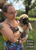 Emma, a female English Mastiff for sale in Golden City, MO – 3 of 5