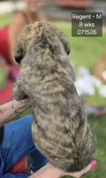Regent, a male English Mastiff for sale in Golden City, MO – 2 of 5