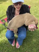 Hoss, a male English Mastiff for sale in Golden City, MO – 3 of 5