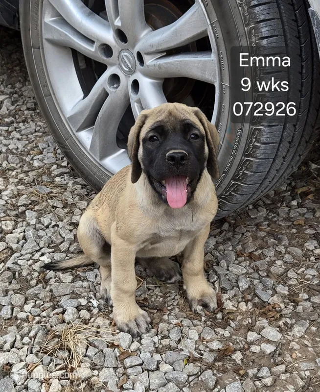 Emma – English Mastiff puppy for sale in Golden City, MO