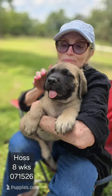 Hoss – English Mastiff puppy for sale in Golden City, MO