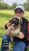 Hoss, a male English Mastiff for sale in Golden City, MO – 1 of 5