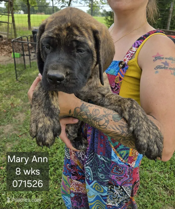 Mary Ann – English Mastiff puppy for sale in Golden City, MO