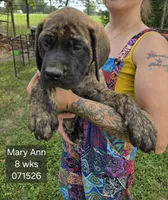 Mary Ann, a female English Mastiff for sale in Golden City, MO – 1 of 5