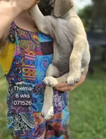 Thelma, a female English Mastiff for sale in Golden City, MO – 3 of 5