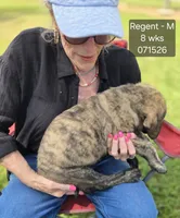 Regent, a male English Mastiff for sale in Golden City, MO – 3 of 5