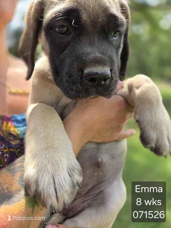 Emma – English Mastiff puppy for sale in Golden City, MO