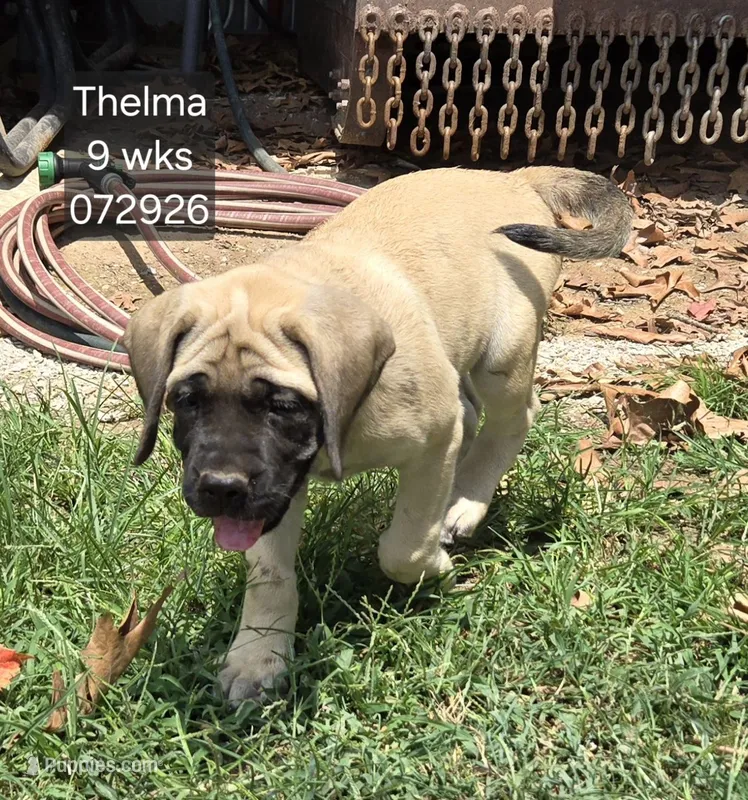 Thelma – English Mastiff puppy for sale in Golden City, MO