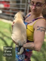 Thelma, a female English Mastiff for sale in Golden City, MO – 2 of 5