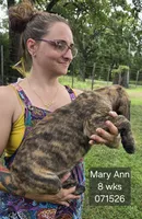 Mary Ann, a female English Mastiff for sale in Golden City, MO – 3 of 5