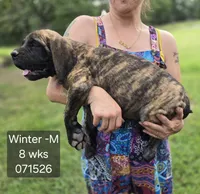 Winter, a male English Mastiff for sale in Golden City, MO – 3 of 5