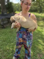 Emma, a female English Mastiff for sale in Golden City, MO – 2 of 5