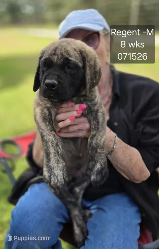 Regent – English Mastiff puppy for sale in Golden City, MO