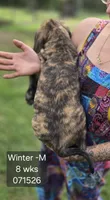 Winter, a male English Mastiff for sale in Golden City, MO – 2 of 5