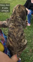 Mary Ann, a female English Mastiff for sale in Golden City, MO – 2 of 5