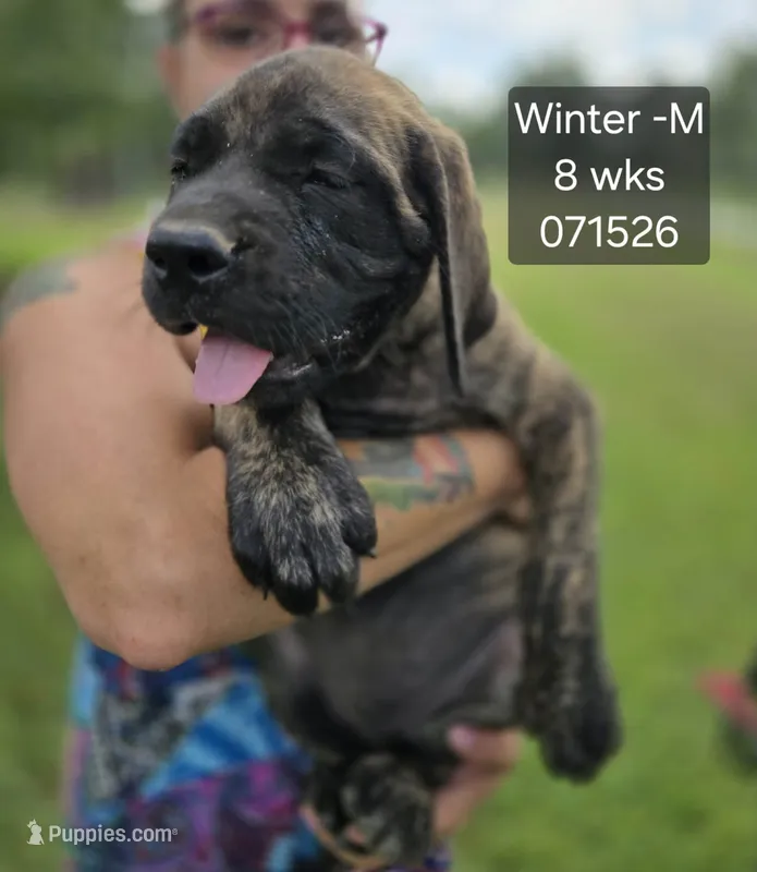 Winter – English Mastiff puppy for sale in Golden City, MO