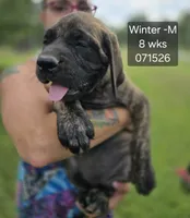 Winter, a male English Mastiff for sale in Golden City, MO – 1 of 5