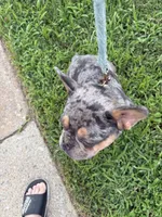 Zeus, a male French Bulldog for sale in Lorton, VA – 2 of 5