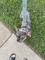 Zeus, a male French Bulldog for sale in Lorton, VA – 3 of 5