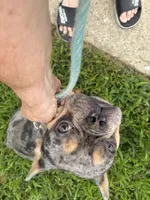 Zeus, a male French Bulldog for sale in Lorton, VA – 4 of 5