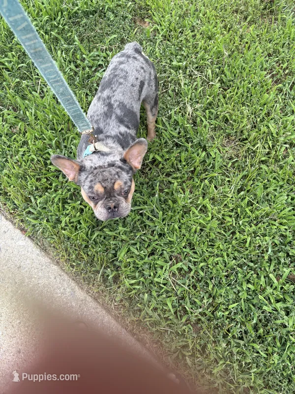 Zeus – French Bulldog puppy for sale in Lorton, VA