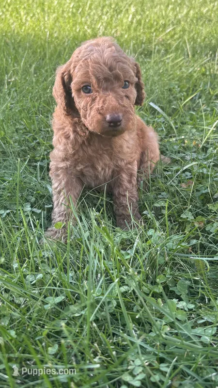 Brown boy – Goldendoodle puppy for sale in Port Huron, MI