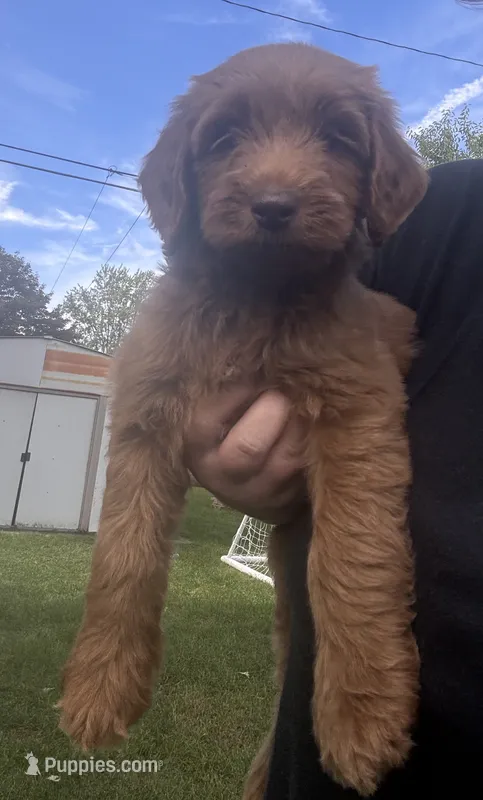 Red girl – Miniature Goldendoodle puppy for sale in Port Huron, MI