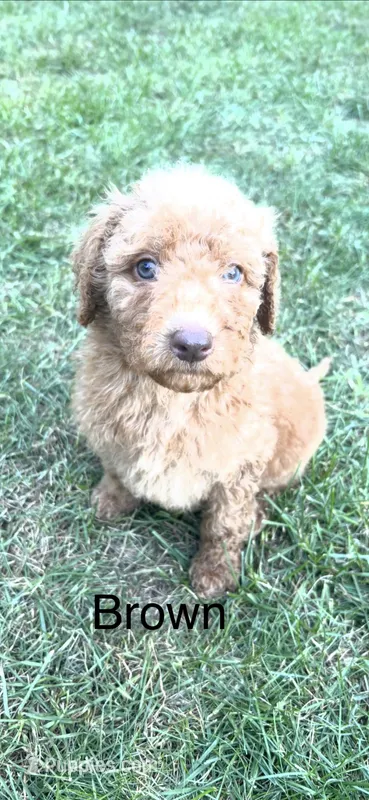 Brown boy – Miniature Goldendoodle puppy for sale in Port Huron, MI
