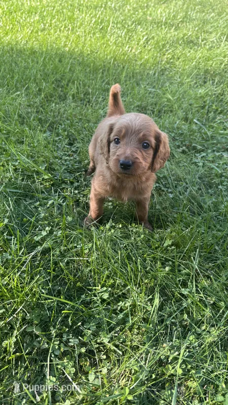 Pink girl – Goldendoodle puppy for sale in Port Huron, MI