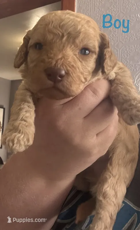 Gray boy – Goldendoodle puppy for sale in Port Huron, MI
