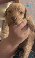 Gray boy, a male Goldendoodle for sale in Port Huron, MI – 1 of 1