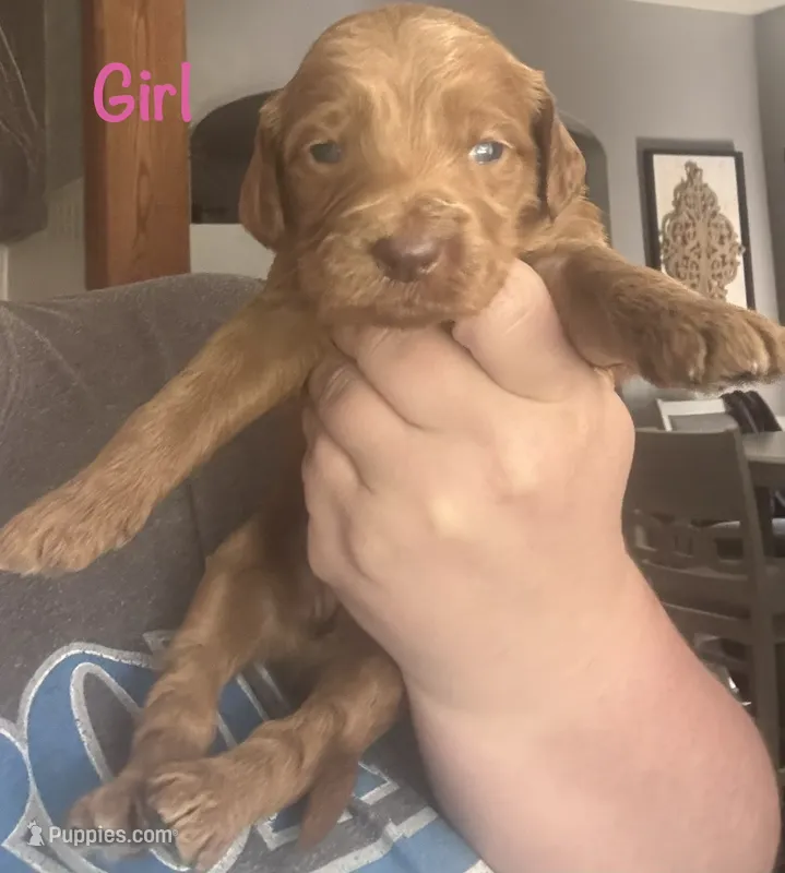 Red girl – Goldendoodle puppy for sale in Port Huron, MI