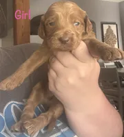 Red girl, a female Goldendoodle for sale in Port Huron, MI – 1 of 1