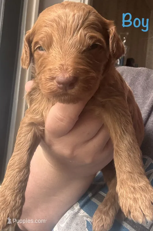 Green boy – Goldendoodle puppy for sale in Port Huron, MI