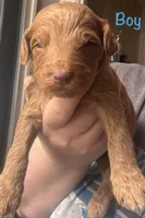 Green boy, a male Goldendoodle for sale in Port Huron, MI – 1 of 1