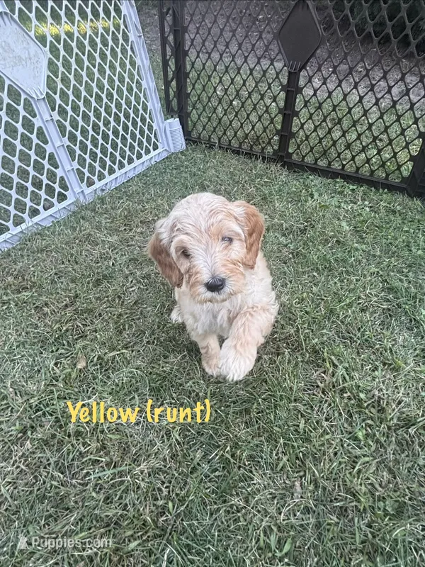 Yellow Girl – Goldendoodle puppy for sale in Port Huron, MI