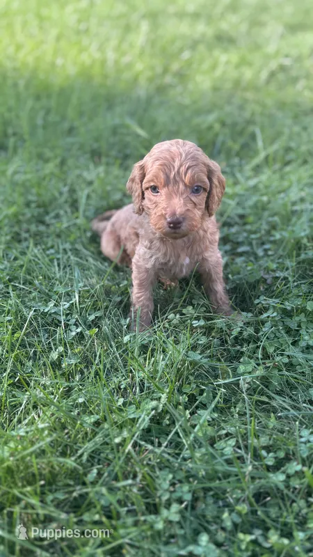 Hot pink girl – Goldendoodle puppy for sale in Port Huron, MI