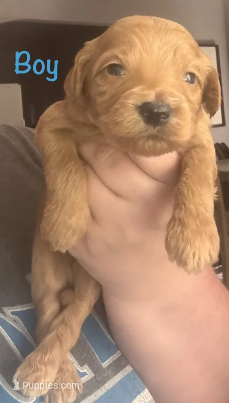 Lime boy – Goldendoodle puppy for sale in Port Huron, MI