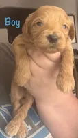 Lime boy, a male Goldendoodle for sale in Port Huron, MI – 1 of 1