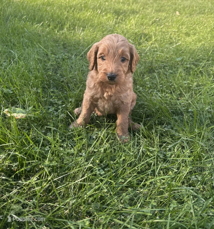 Blue boy  – Goldendoodle puppy for sale in Port Huron, MI