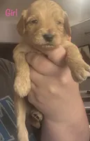 Yellow girl, a female Goldendoodle for sale in Port Huron, MI – 1 of 1