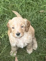 Yellow Girl, a female Goldendoodle for sale in Port Huron, MI – 2 of 3