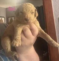 Orange, a female Goldendoodle for sale in Port Huron, MI – 1 of 1